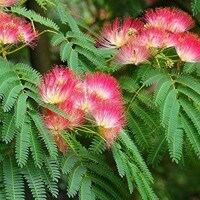 Albízia - Albizia julibrissin Co20L  - vysokokmeň  6/8