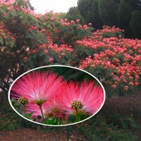 Albízia - Albizia julibrissin Co20L  - vysokokmeň  6/8