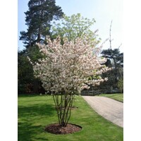 Muchovník lamarckov - Amelanchier lamarckii  Co6,5L 60/80