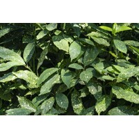 Aucuba japonica Variegata Co17