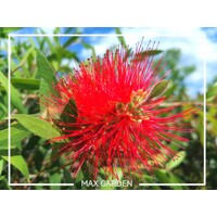 Tyčinkovec, krásnokvet - Callistemon Laevis  Co2L 30/40