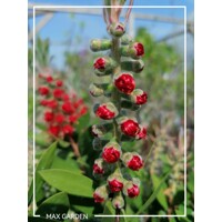 Tyčinkovec, krásnokvet - Callistemon Laevis  Co2L 30/40