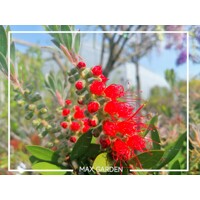 Tyčinkovec, krásnokvet - Callistemon Laevis  Co2L 30/40