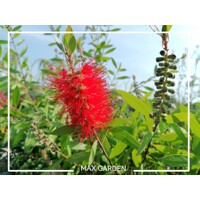 Tyčinkovec, krásnokvet - Callistemon Laevis  Co2L 30/40