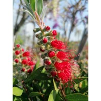 Tyčinkovec, krásnokvet - Callistemon Laevis  Co2L 30/40