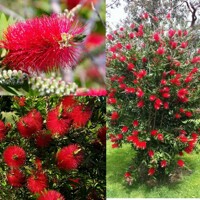 Tyčinkovec, krásnokvet - Callistemon Laevis  Co2L 30/40