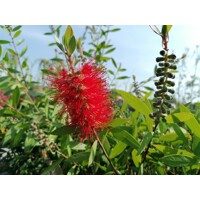 Tyčinkovec, krásnokvet - Callistemon Laevis  Co2L 30/40