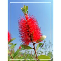 Tyčinkovec, krásnokvet - Callistemon Laevis  Co2L 30/40