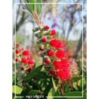 Tyčinkovec, krásnokvet - Callistemon Laevis  Co2L 30/40