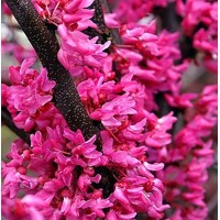 Judášovec kanadský - Cercis canadensis ´Merlot´ Co4L 40/60