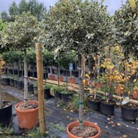 Ilex aquifolium 'Variegatum'  Co25L  1/2 kmeň