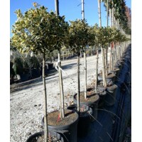 Ilex aquifolium 'Variegatum'  Co25L  1/2 kmeň