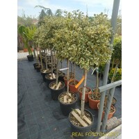 Ilex aquifolium 'Variegatum'  Co25L  1/2 kmeň