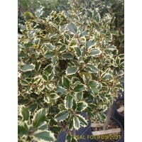 Ilex aquifolium 'Variegatum'  Co25L  1/2 kmeň