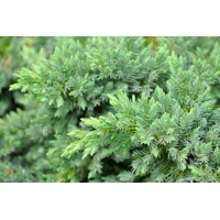 Borievka pobežná - Juniperus conferta 'Blue Pacific'  Co5L  1/4 kmeň