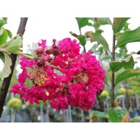Myrta krepová červená - Lagerstroemia indica ´Durant Red´ Co3L 20/30