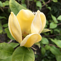 Magnolia soulangeana ´Daphne´ 100/150