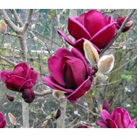 Magnolia 'Genie'  Co10L 80/100