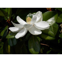 Magnólia veľkokvetá - Magnolia grandiflora 'Gallisoniensis Praecox' Co18L 80/100