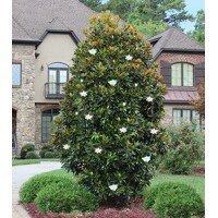 Magnólia veľkokvetá - Magnolia grandiflora 'Gallisoniensis Praecox' Co18L 80/100