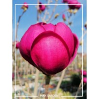 Magnolia 'Black Tulip'  Co15L  150/200 (mladý strom)