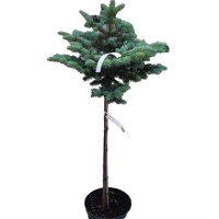 Smrek pichlavý - Picea pungens Glauca Globosa