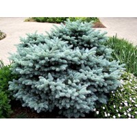 Smrek pichlavý - Picea pungens Glauca Globosa