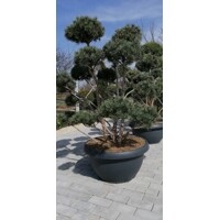 Pinus sylvestris Coupe