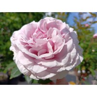 Ruža na kmienku - ´Pacific Blue´ - na 80/90cm kmeni