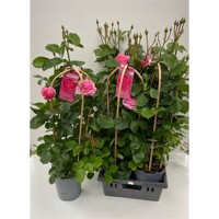 Ruža záhonová - Rosa floribunda ´Grand Selection´- červená Co4L