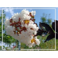 Myrta krepová tmavo ružová - Lagerstroemia indica ´ Bianco Grassi´  Co3L 60/100