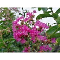 Myrta krepová tmavo ružová - Lagerstroemia indica ´ Violacea´  Co10L km1/2 80/90
