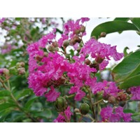 Myrta krepová tmavo ružová - Lagerstroemia indica ´ Violacea´  Co10L km1/2 80/90