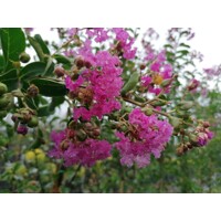 Myrta krepová tmavo ružová - Lagerstroemia indica ´ Violacea´  Co10L km1/2 80/90