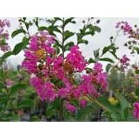 Myrta krepová tmavo ružová - Lagerstroemia indica ´ Violacea´  Co10L km1/2 80/90