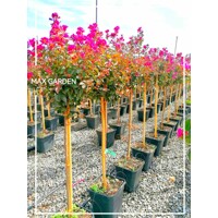 Myrta krepová tmavo ružová - Lagerstroemia indica ´ Violacea´  Co10L km1/2 80/90
