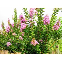 Myrta krepová fialová - Lagerstroemia indica ´Superviolacea´ Co3L 80/100