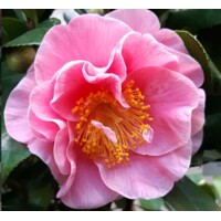 Kamélia Japonská  - Camellia japonica 'Mary Williams' Co2.5L 30/40