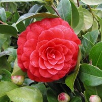 Kamélia Japonská  - Camellia japonica 'Black Lace'   Co35/50L