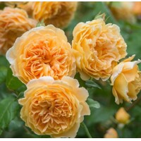 Ruža popínavá - Rosa ´CROWN PRINCESS MARGARETA´ - 140/200cm