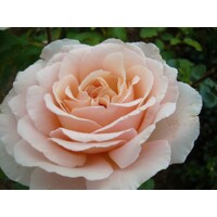 Ruža popínavá - bl.ružová - Rosa ´Andre Le Notre´ Co9L 170/180