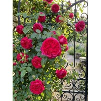 popínavá plnokvetá ruže čerešnovej farby, kvet ako pivonka