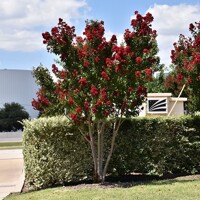 Myrta krepová červená - Lagerstroemia indica ´Dynamite´ Co3L 80/100