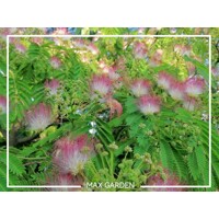 Albízia - Albizia julibrissin Ombrella Co35L -  vysokokmeň 200-220cm