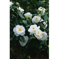 Kamélia Japonská biela - Camellia japonica