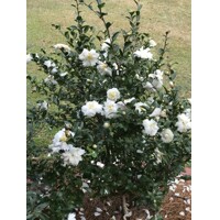 Kamélia Japonská biela - Camellia japonica