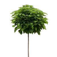 Katalpa trubačovitá  - Catalpa bignonioides 'Nana' Co20/25L 8/10 - vysokokmeň 200/220cm