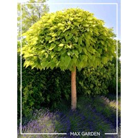 Katalpa trubačovitá  - Catalpa bignonioides 'Nana' Co20/25L 8/10 - vysokokmeň 200/220cm