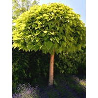 Katalpa trubačovitá  - Catalpa bignonioides 'Nana' Co20/25L 8/10 - vysokokmeň 200/220cm