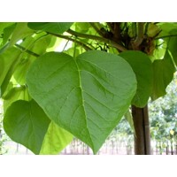 Katalpa trubačovitá  - Catalpa bignonioides 'Nana' Co20/25L 8/10 - vysokokmeň 200/220cm